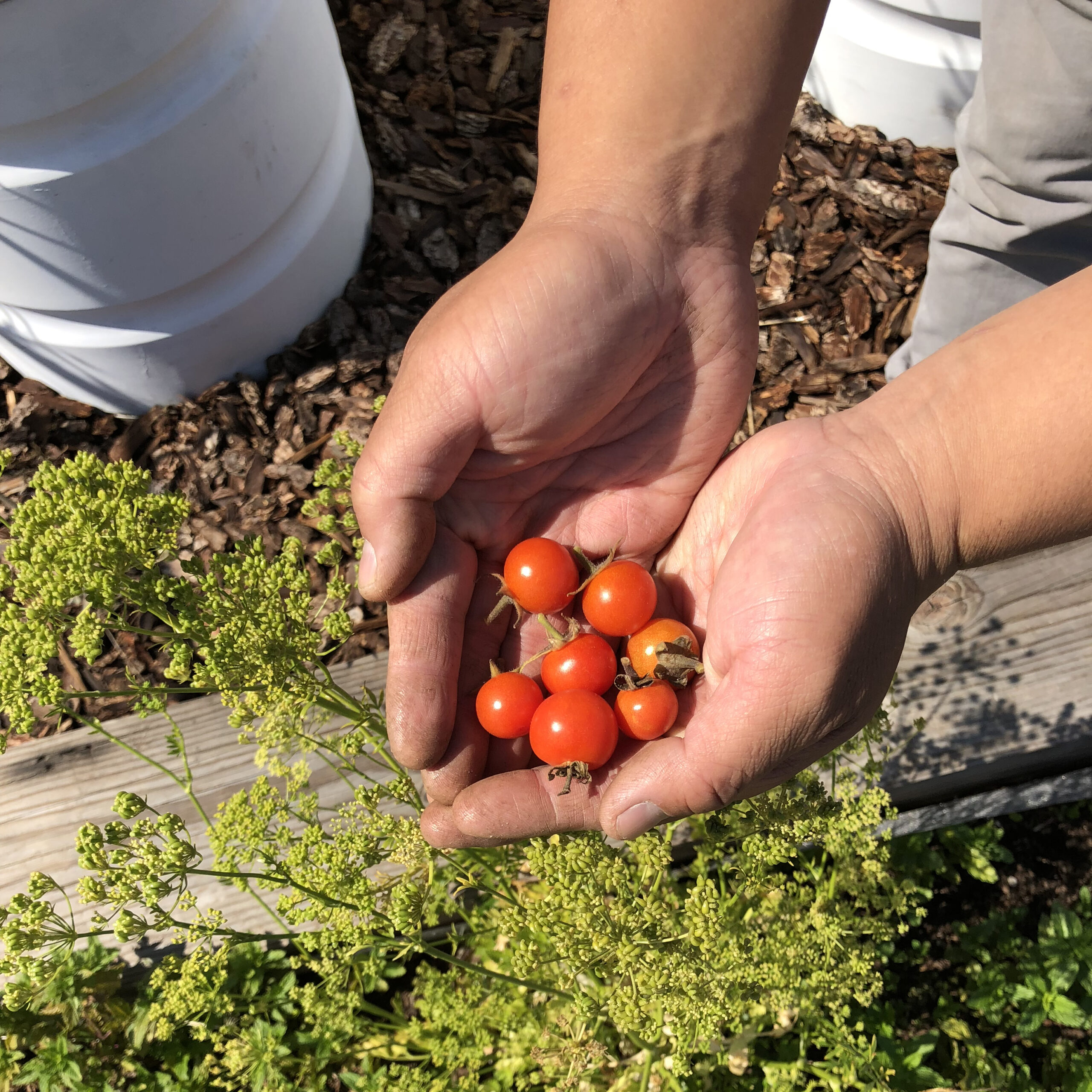 From Food Insecurity to Food Sovereignty: Reimagining local food systems in the Sunnydale community
